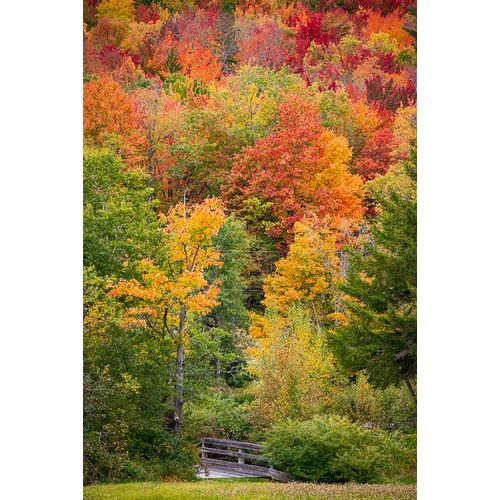 Jones, Allison 아티스트의 USA-Vermont-Fall foliage in Green Mountains at Bread Loaf-owned by Middlebury College작품입니다.
